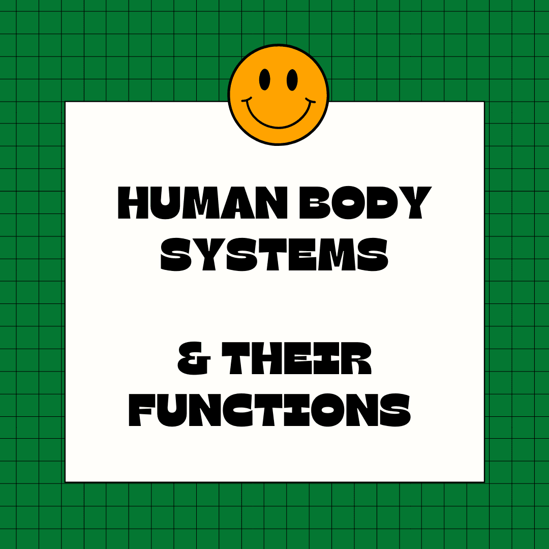 Human Body Systems & Their Functions | 11 Pages | PDF